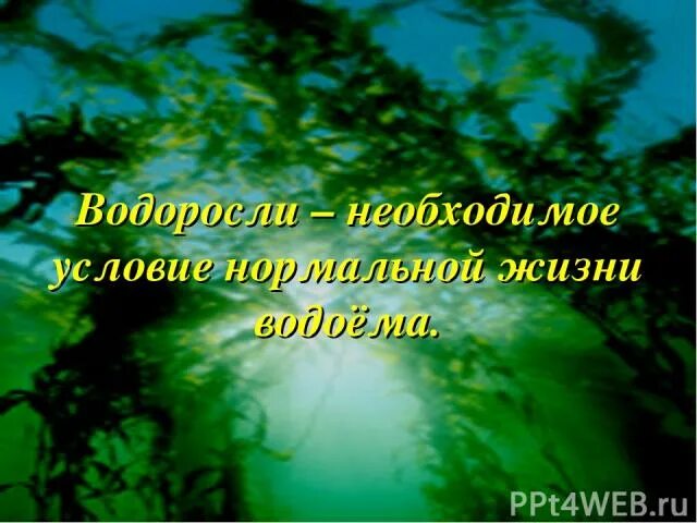 Презентация к уроку биологии по теме "Водоросли" 6 класс - биология, презентации