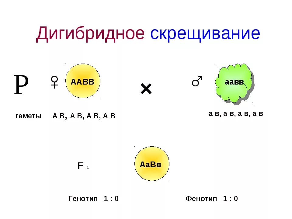 Аавв полное доминирование. Дигибридное скрещивание. Дигибридное скрещивание AABB. Генотип дигибридного скрещивания. Дигибридное скрещивание ААВВ Х ААВВ.