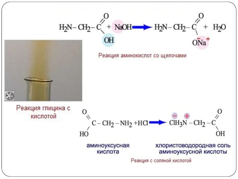 Реакция взаимодействия глицина с соляной кислотой. Взаимодействие аминоуксусной кислоты. Глицин плюс соляная кислота. Взаимодействие глицина с кислотами. Аминоуксусная кислота хлорид натрия