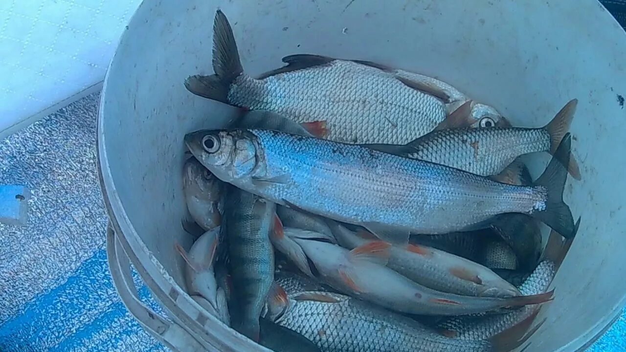 Сов хакасия рыбалка зимняя. Волчий лог хакасия. Рыбалка подледка. Рыбалка в сов хакасии зимой. Сов хакасия рыбалка.