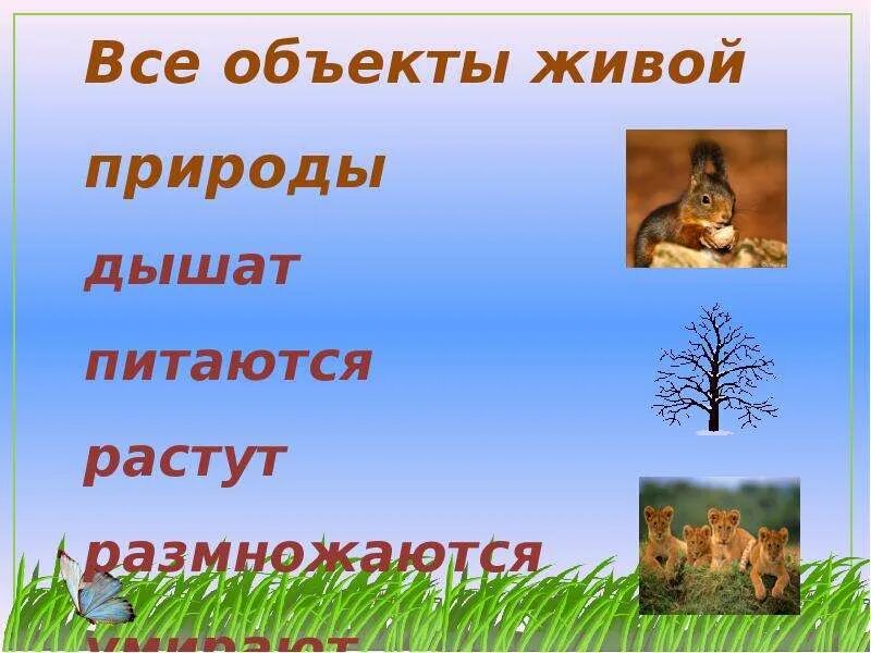 Объекты живой природы. Сообщение на тему Живая природа. Живая неживая природа связана. Как связана между собой неживая и Живая природа. Напиши объекты природы