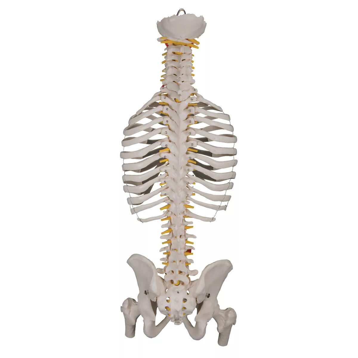 Скелет анатомия Позвоночный столб. Рудиментарные ребра l1. Скелет спины сбоку. Скелет человека спина