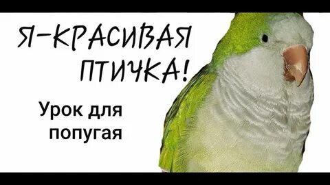 Слова говорящего попугая