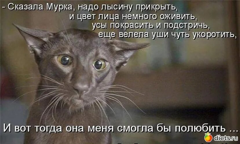 Смелый кот. Коты очень смелые. Кот боится. Кот Мурзик.