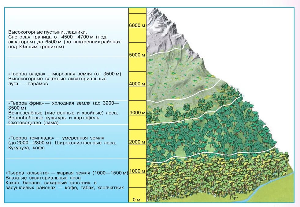 Высотная поясность в Андах 7 класс. Схема ВЫСОТНОЙ поясности в Андах. Высотная поясность в Андах. Высотная поясность таблица природные зоны. На какой высоте расположен субальпийский пояс кавказ
