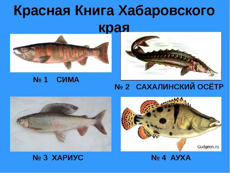Амурские имена