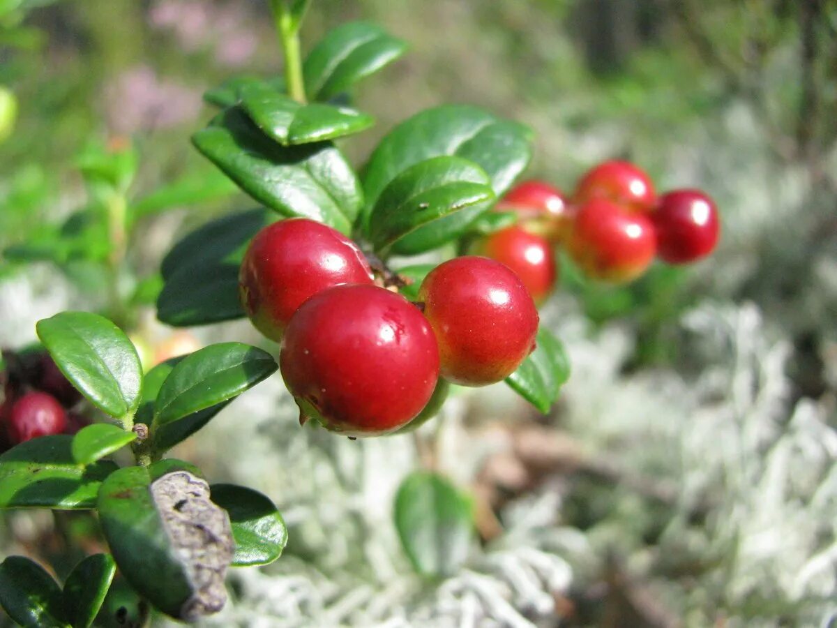 Красника клоповка. Растения тайги брусника. Брусника обыкновенная (vaccinium vitis-idaea). Ягоды прибайкалья. Голубика брусника клюква.