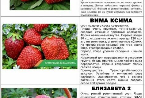 Клубника вима ксима описание сорта фото отзывы
