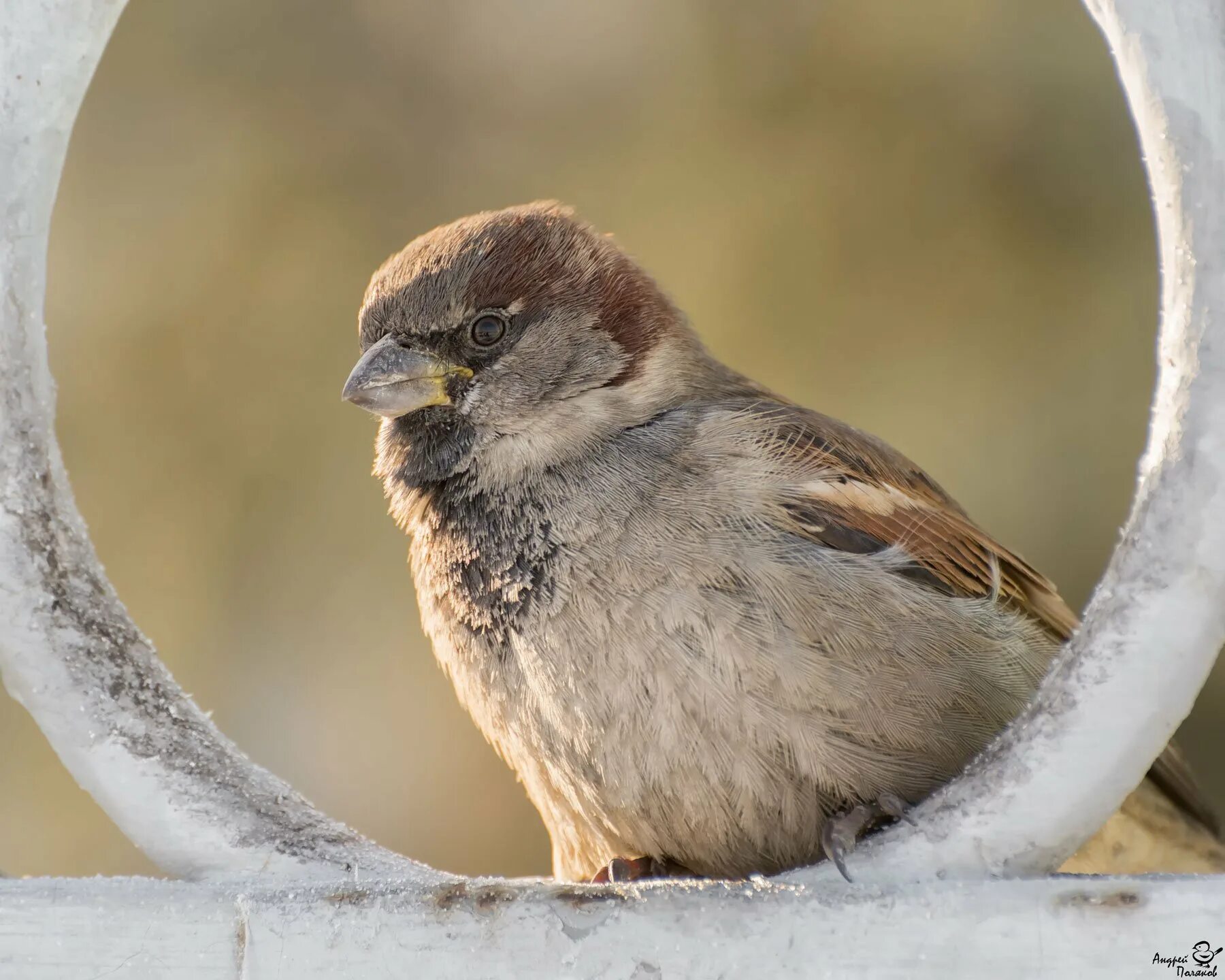 Воробьиный гул. Воробьиный гул. Лицо воробья. Желтоклювый воробей. Пернатые семейства воробьиных ростовской области.