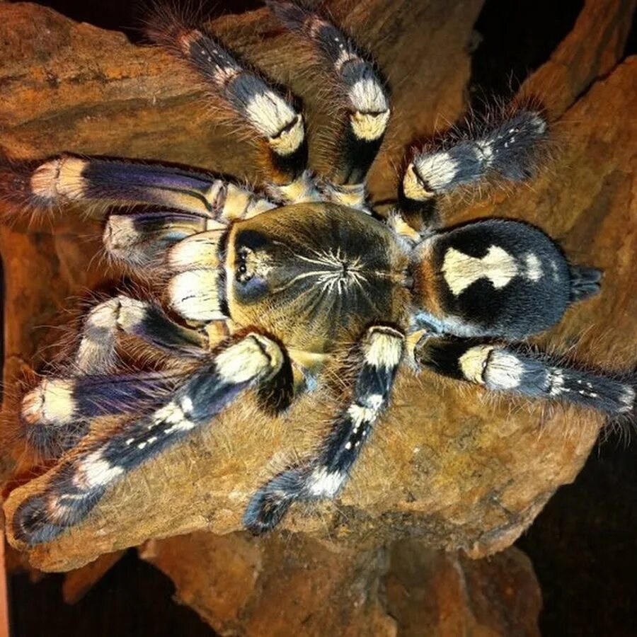 Poecilotheria subfusca Highland. Паук птицеед Poecilotheria. Poecilotheria tigrinawesseli. Птицеед Никарагуа. Паук птицеед в домашних условиях