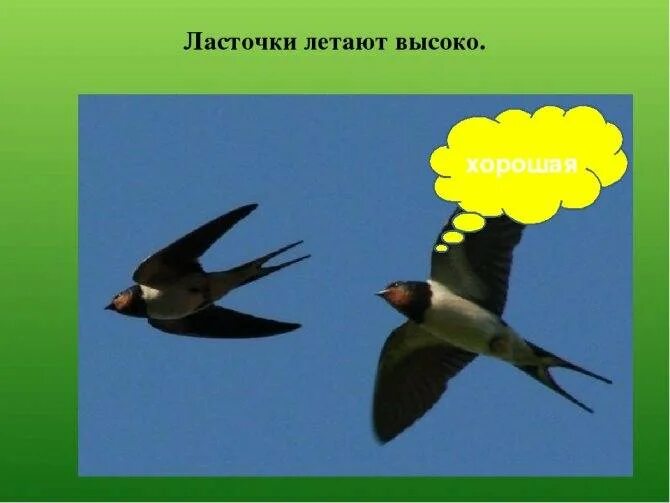 Ласточка стремительно и низко пролетает над прудами. Ласточки летают. Ласточки низко летают. Ласточки низко летают к дождю. Птицы низко летают.