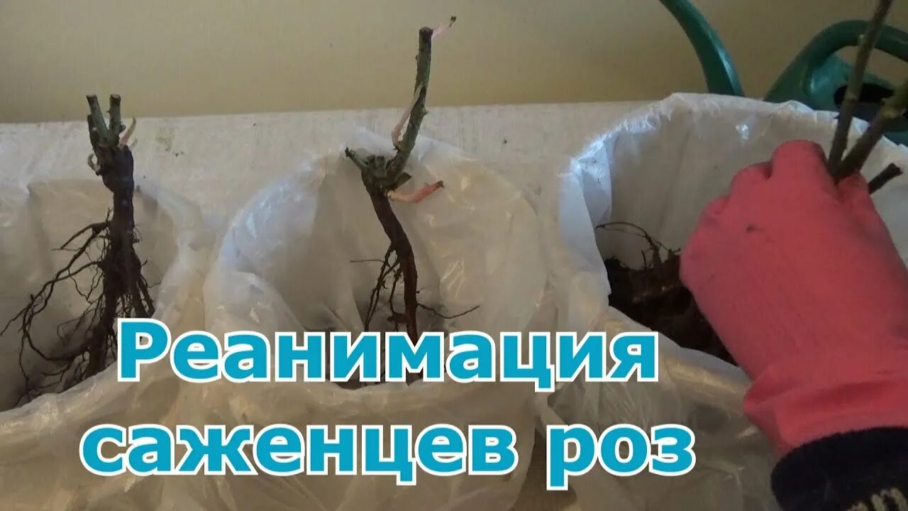 Срезанные цветы. Как воскресить розы. Реанимирование роз после зимы. Как воскресить розы. Почерневшие розы.