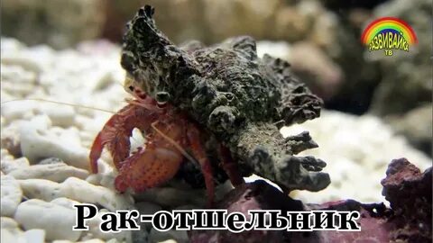 Видео обитателей