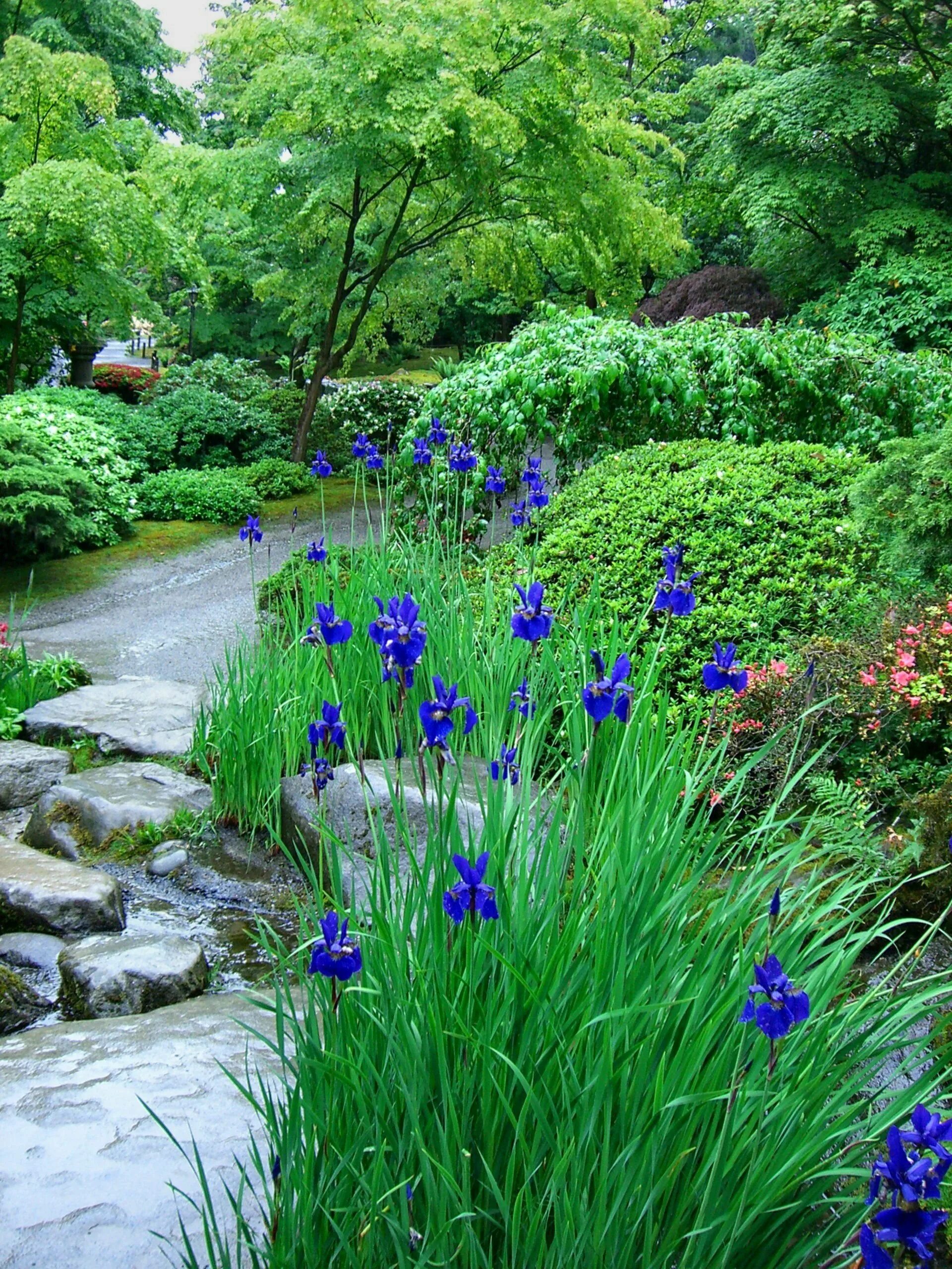 Болотный сад. Ирисы в ландшафте. Ирис болотный голубой. Ирис болотный синий. Водный сад ирисов Савара Япония.
