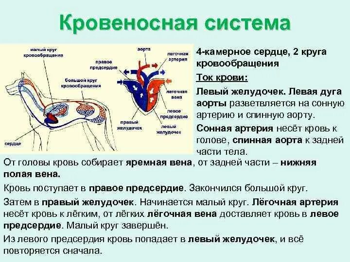 Класс млекопитающие круги кровообращения