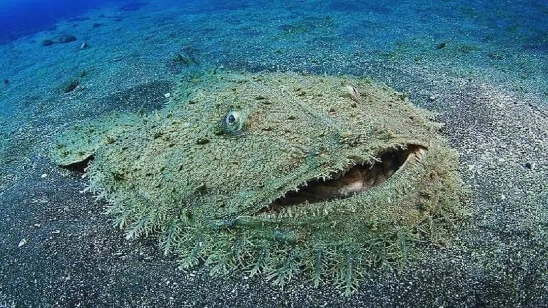 Почему обитатели живущие на дне океана испытывают. Австралийская акула воббегонг. Ковровая акула воббегонг. Бородатый воббегонг акула. Пятнистый воббегонг.