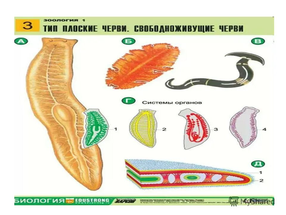 Плоские черви примеры. Планария дождевой червь бычий цепень. Плоские черви сосальщики и цепни. Ленточные черви раздельнополые. Ленточные черви свободноживущие.