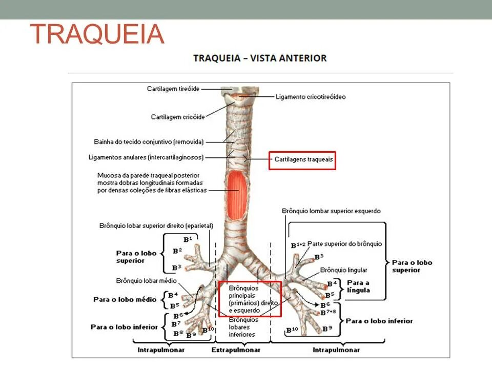 Метастазы трахеи. Trachea and bronchi. трахея. вены трахеи.