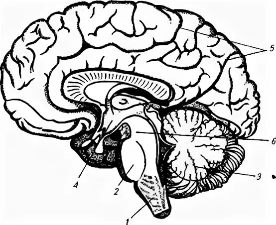 Строение головного мозга без подписей. Структура головного мозга рисунок. Головной мозг рисунок без подписей. Отделы головного мозга рисунок без подписей. Мозг без подписей
