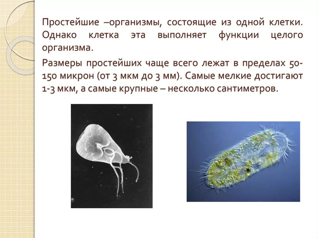 Что состоит из 1 клетки. Простейшие организмы. Клетка простейших. Простейшие живые организмы. Простейшие состоят из одной клетки.