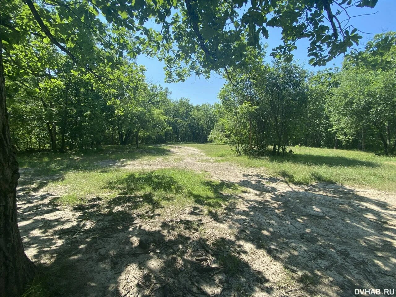 Природа зелень. Росистое утро. Беларусь поляна равнинная. Боровичи природа лес поляна луг. Альпийские луга разнотравье.