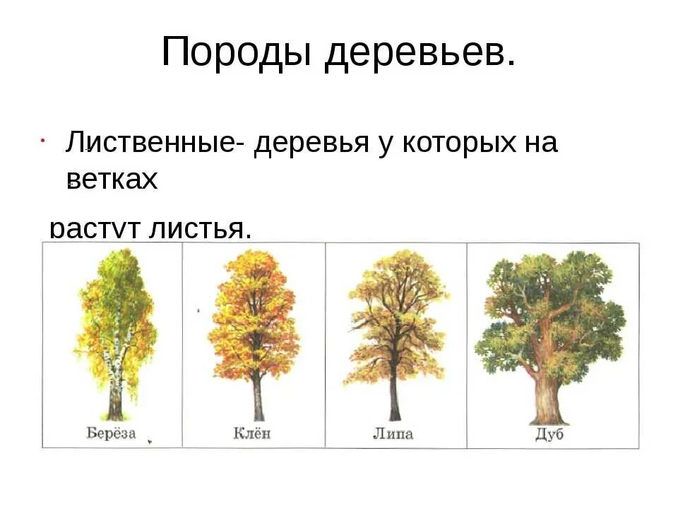 Лиственные деревья урала. Какое дерево не является лиственным. Кто относится к деревьям. К широколиственным деревьям относятся. Какое дерево относится к мелколиственным.