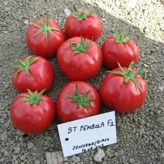 Семена помидоров ф1