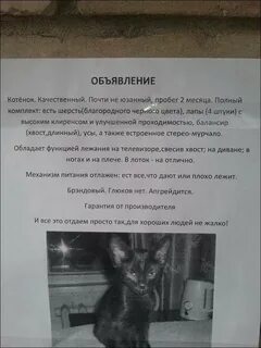 Объявление бесплатных котят кикма