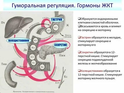 Гормоны жкт