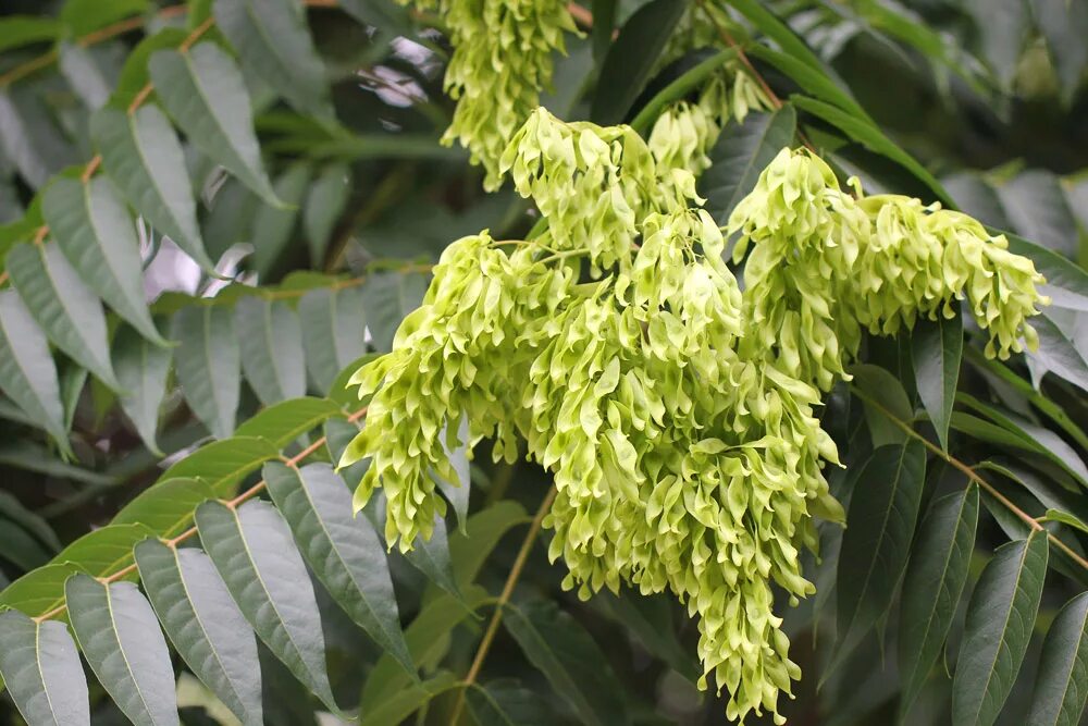 Айлант высочайший. Ясень Айлант. Дерево вонючка Айлант. Ailanthus altissima Айлант высочайший. Айлант высочайший китайский ясень.