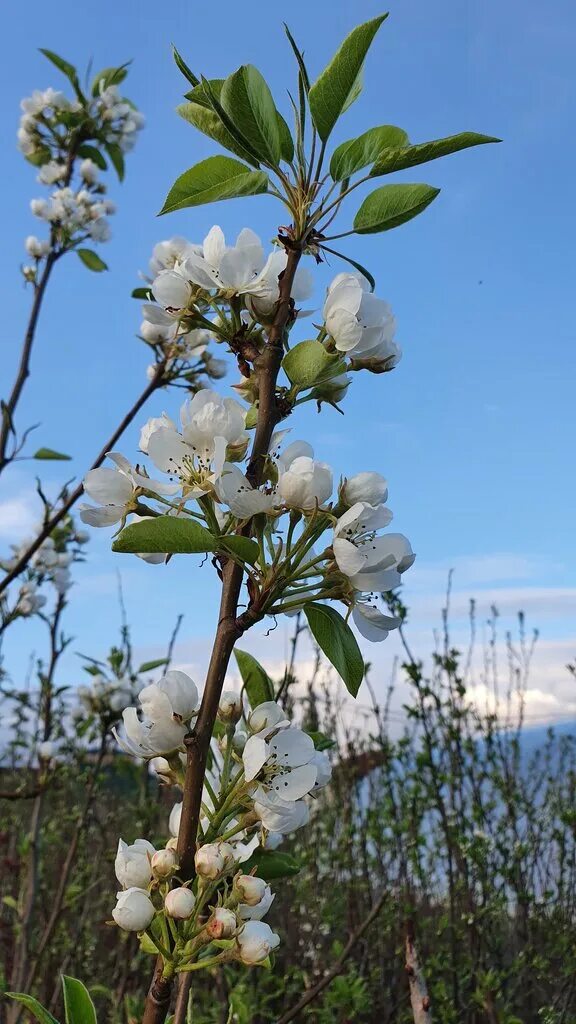 питомник бахчисарай. райский сад никитского ботанического сада. деревья и кустарники г. бахчисарайский питомник. растения узбекистана деревья и кустарники.