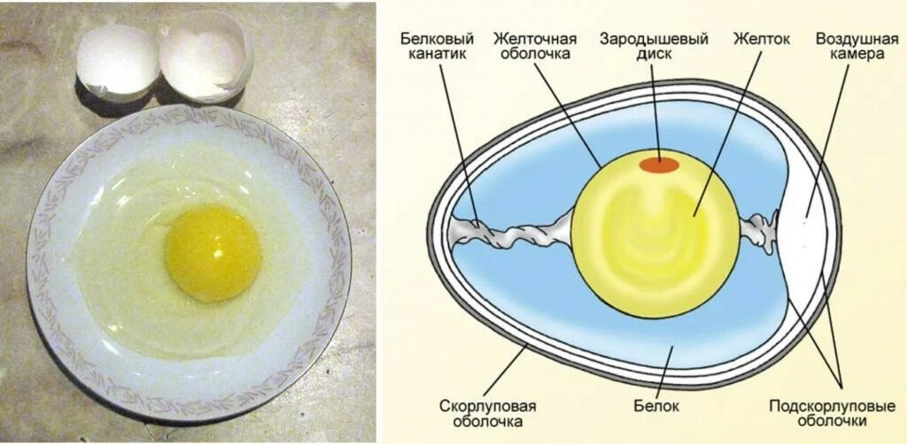 Что может быть в яйце
