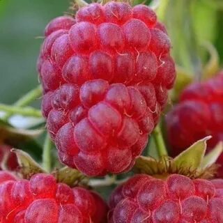 Фото малины рубиновый гигант