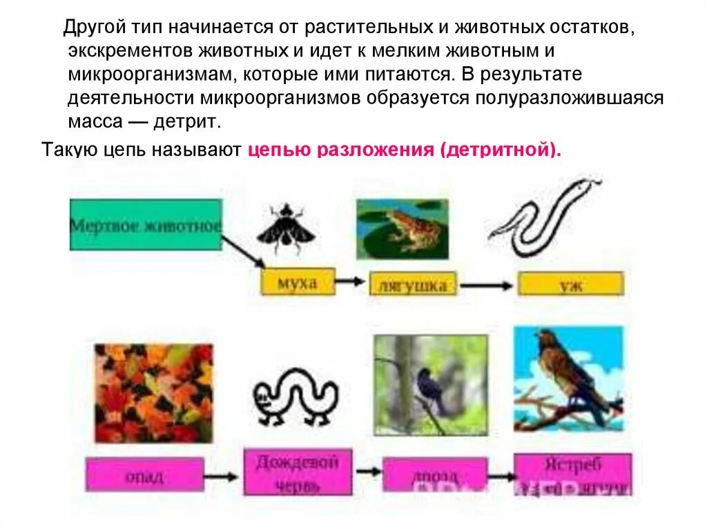 Цепь питания с бактериями. Детритная цепь 5 класс биология. Детритные пищевые цепи. Детритная пищевая цепь. Цепь разложения детритная цепь.