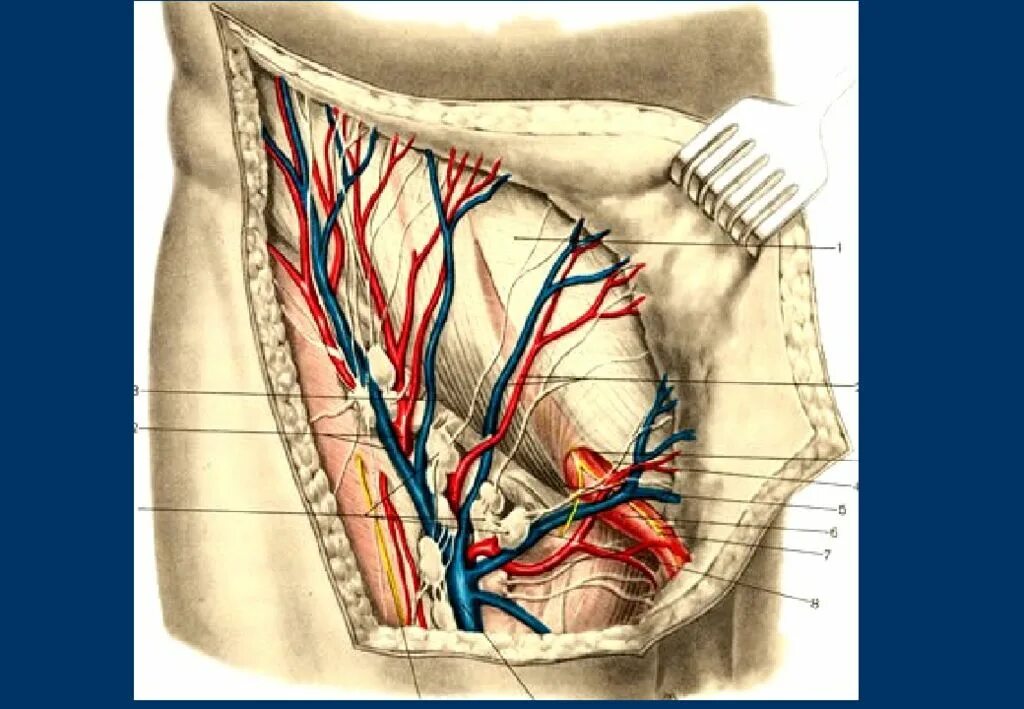 Лимфоузлы слева в паху. Анатомия передней брюшной стенки живота послойно. Вена сафена Магна анатомия. Грыжи передней брюшной стенки топографическая анатомия. Топография брюшной стенки топографическая анатомия.