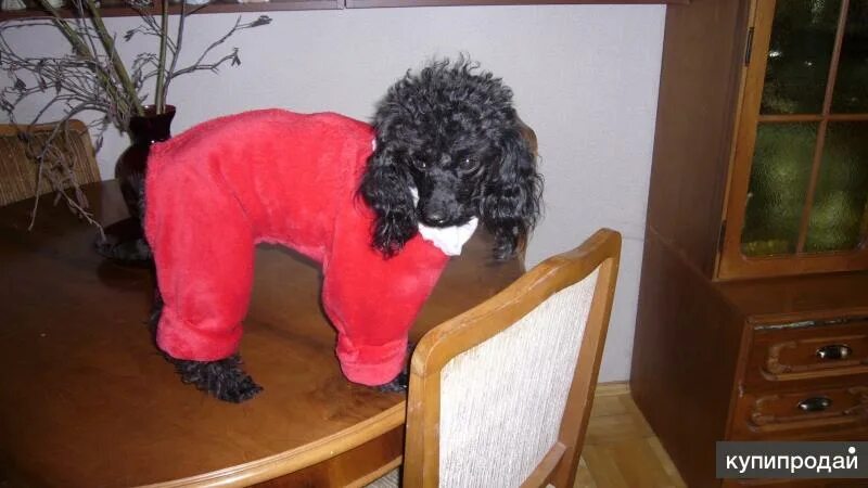 Парк северное тушино дрессировочная площадка. Глазов собаки. Глазов собаки. Глазов собаки. Парк северное тушино дрессировочная площадка.