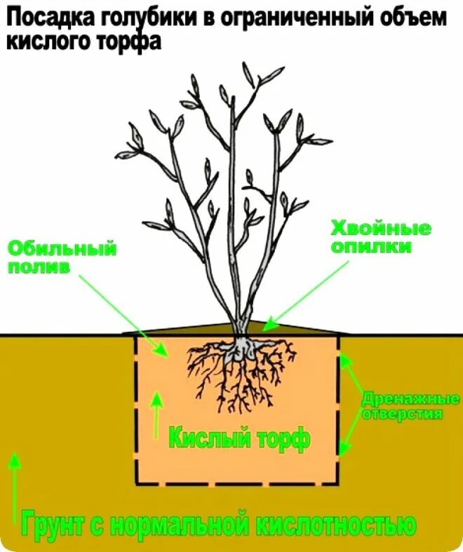 Как правильно посадки сделать. Голубика схема посадки голубики. Схема посадки голубики садовой. Правильная посадка голубики садовой. Схема посадки голубики высокорослой.