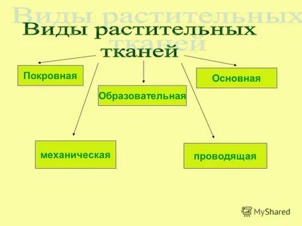 Какие виды тканей известны у растений кратко