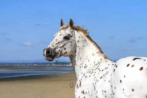 Аппалуза