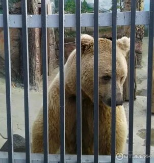 Какие животные в екатеринбургском зоопарке