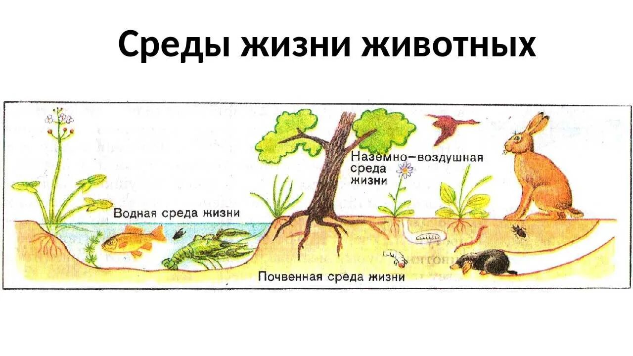 Жизнь организмов на планете земля 5. Среды жизни. Среды жизни на земле. Среды жизни организмов. Среды жизни организмов на земле.