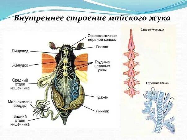 Структурная схема жука майского черно белая