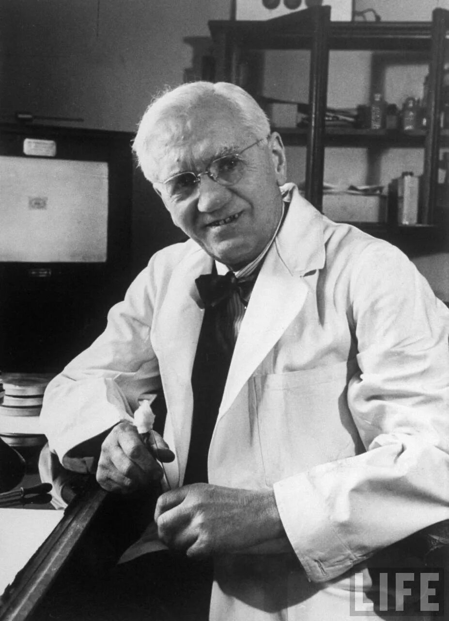 Alexander fleming discovered penicillin. Флеминг ученый.