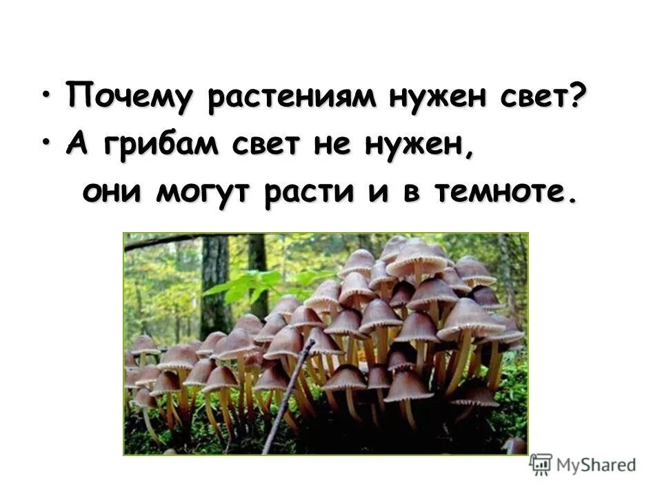 зачем растениям листья. растениям нужен свет. для чего нужен свет растениям. зачем для большинства растений нужен свет. для фотосинтеза.