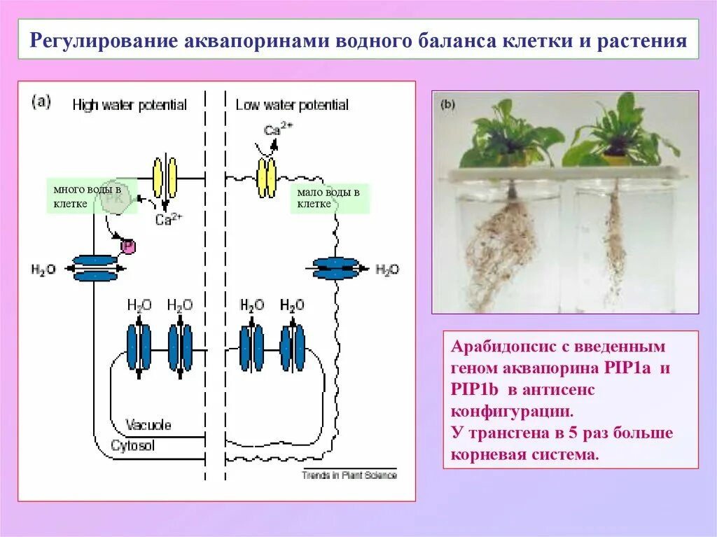 Потенциальное растение. Водный баланс растений. Регуляция водного баланса. Поступление воды в растение. Водный баланс клетки.