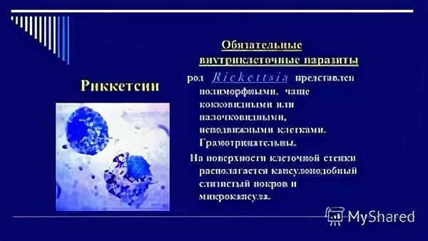 Риккетсии таксономия