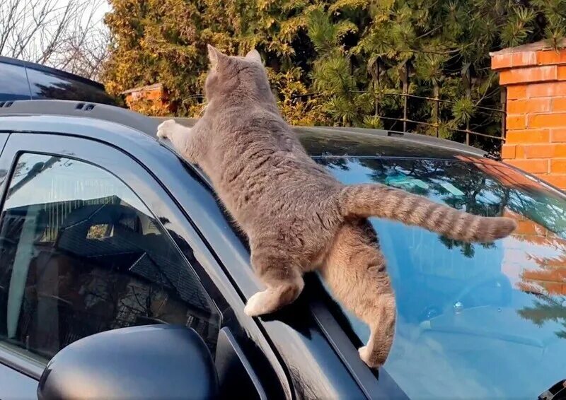 Кошка в машине. Кошачий автомобиль. Смешной кот в машине. Котэ на машине.