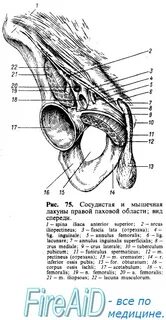 Мышечная и сосудистая