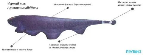 Читала рыба