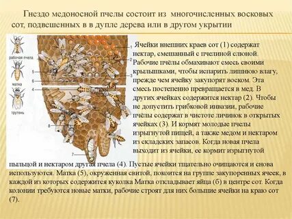 Прочитайте текст и выполните задание медоносные пчелы